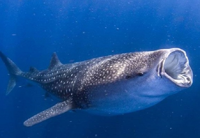 tiburon ballena comiendo plancton